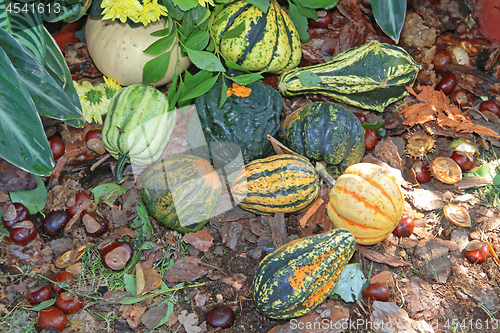 Image of Gourds Squash