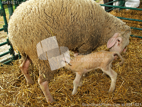 Image of Ewe Lamb