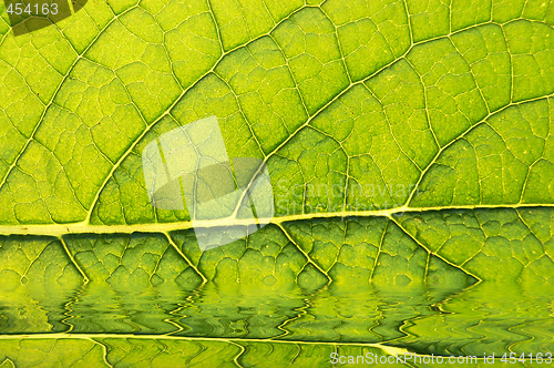 Image of GREEN LEAF BACKGROUND