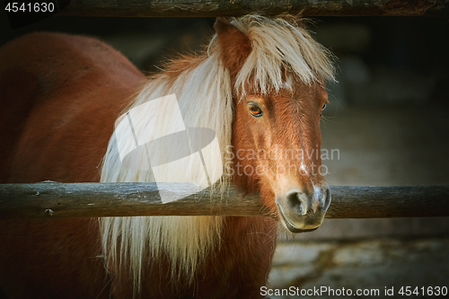 Image of Portrait of Chestnut Pony