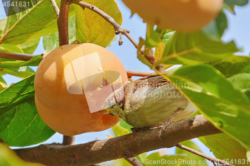 Image of Sparrow Eats Persimmon