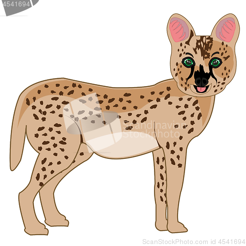 Image of Wildcat serval on white background is insulated