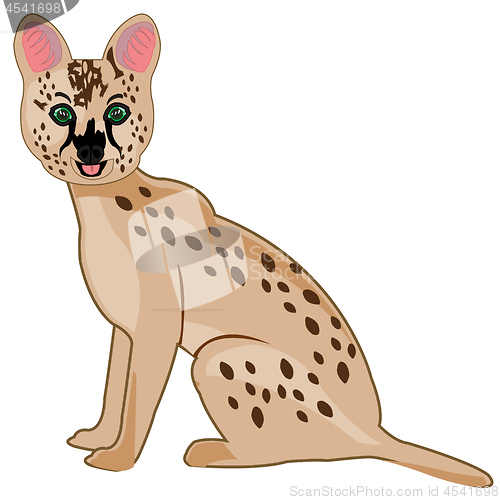Image of African cat serval on white background is insulated