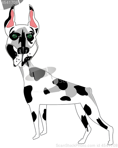 Image of Dog spotted doberman on white background is insulated