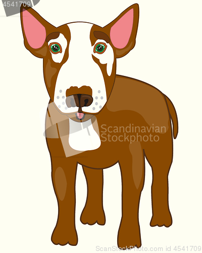 Image of Dog bull terrier on white background is insulated