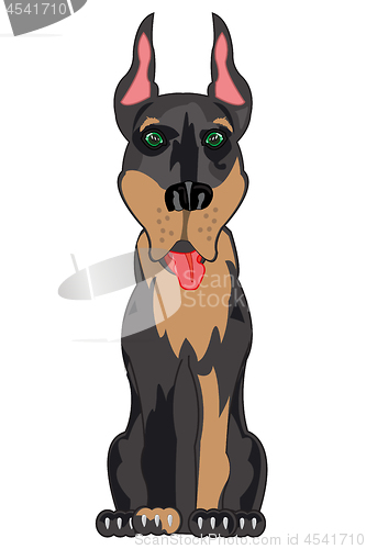 Image of Dog doberman on white background is insulated