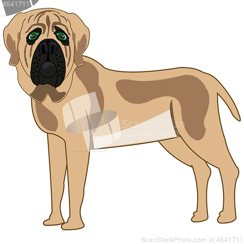 Image of Dog of the sort mastiff on white background is insulated