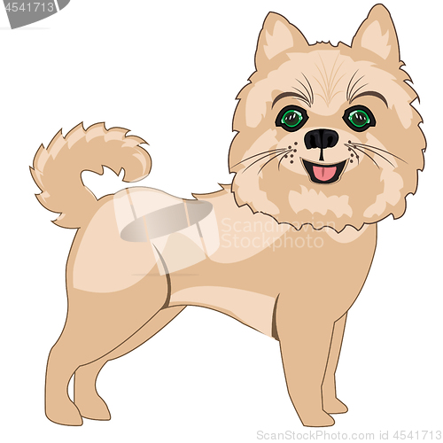 Image of Dog spitz on white background is insulated