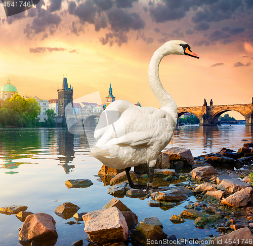 Image of White swan on river Vltava