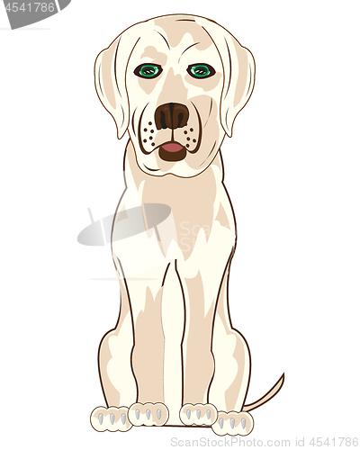 Image of Vector illustration of the sitting dog labrador