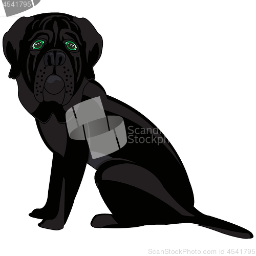 Image of Black mastiff sideways on white background is insulated