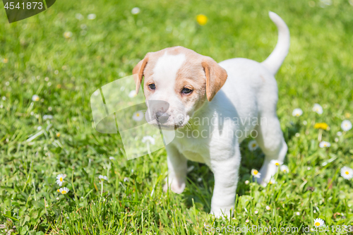 Image of Cute small puppy dog standing in the grass.