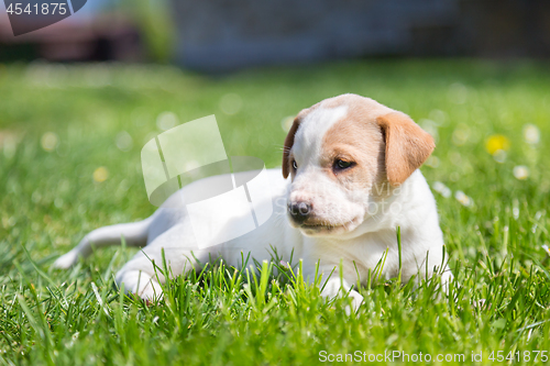 Image of Cute small puppy dog lying in the grass.