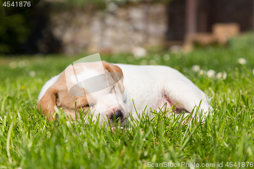 Image of Cute small puppy dog napping in the grass.