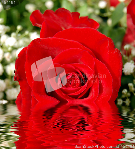 Image of Red rose