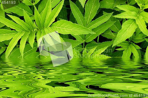 Image of Green leafs