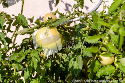 Image of Green tomato on a perennial