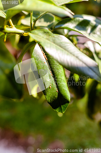 Image of Scale insects on a leaf
