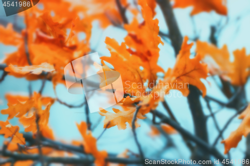 Image of Blurry Golden Oak Leaves Against The Sky