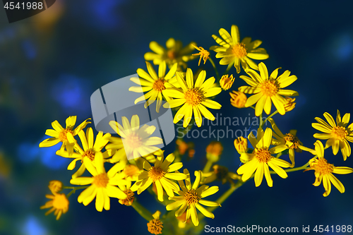 Image of Wild Yellow Flowers On A Dark Background