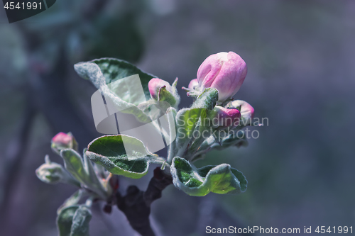 Image of Pink Buds Of Springtime Apple Blossom Close-up