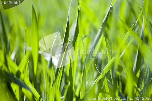 Image of Field of green grass background.