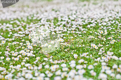 Image of Chamomile flowers spring field background.