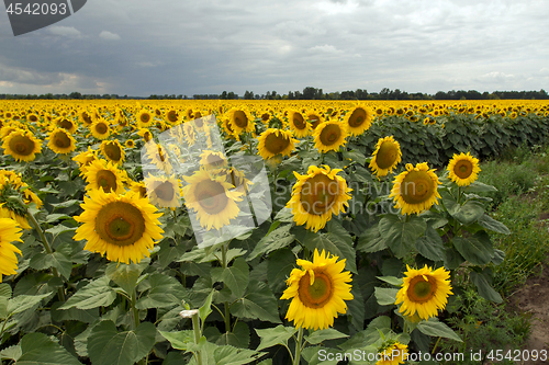 Image of Sunflower On A Meadow With Overcast Sky