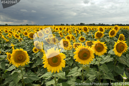 Image of Sunflower On A Meadow With Overcast Sky