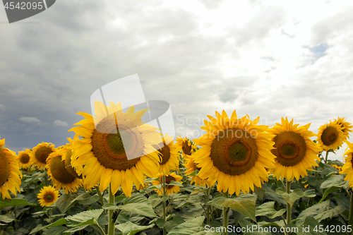 Image of Sunflower On A Meadow With Overcast Sky