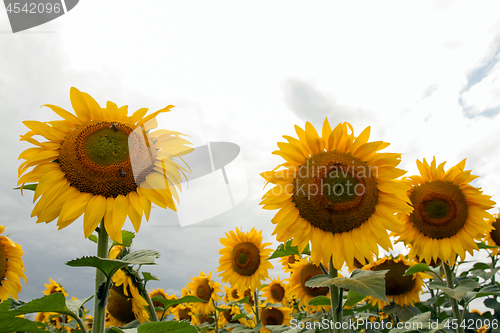 Image of Sunflower On A Meadow With Overcast Sky