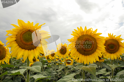 Image of Sunflower On A Meadow With Overcast Sky