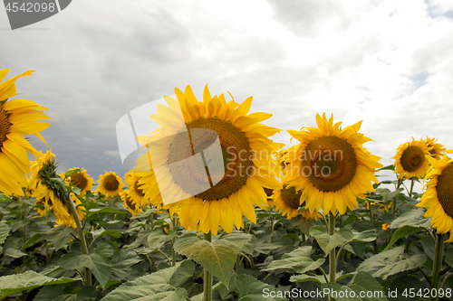 Image of Sunflower On A Meadow With Overcast Sky