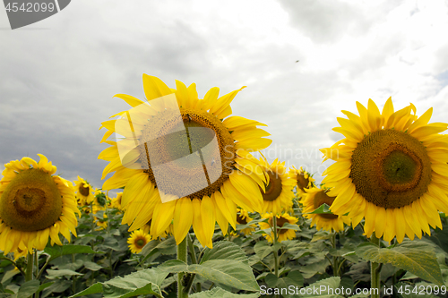 Image of Sunflower On A Meadow With Overcast Sky