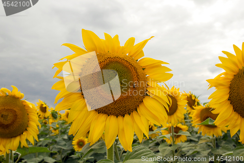 Image of Sunflower On A Meadow With Overcast Sky