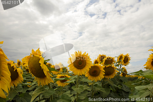 Image of Sunflower On A Meadow With Overcast Sky