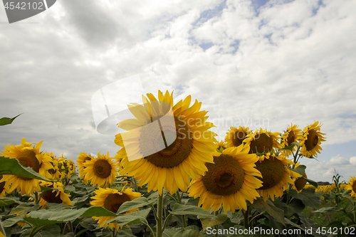 Image of Sunflower On A Meadow With Overcast Sky