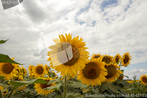 Image of Sunflower On A Meadow With Overcast Sky