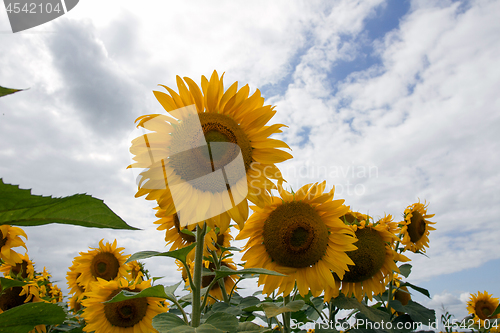 Image of Sunflower On A Meadow With Overcast Sky