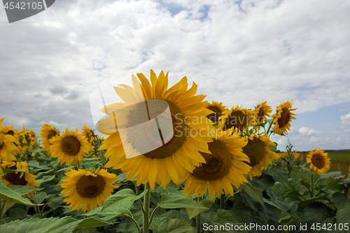 Image of Sunflower On A Meadow With Overcast Sky