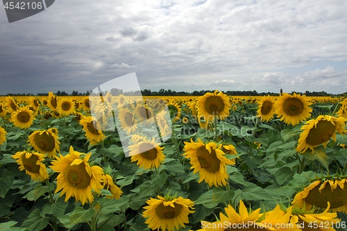 Image of Sunflower On A Meadow With Overcast Sky