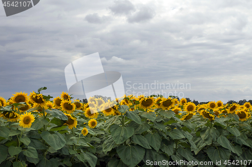 Image of Sunflower On A Meadow With Overcast Sky