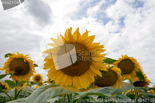 Image of Sunflower On A Meadow With Overcast Sky