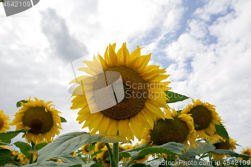 Image of Sunflower On A Meadow With Overcast Sky