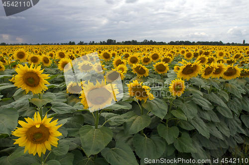 Image of Sunflower On A Meadow With Overcast Sky