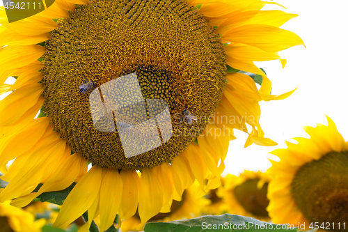 Image of Sunflower On A Meadow With Overcast Sky