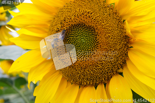 Image of Sunflower On A Meadow With Overcast Sky