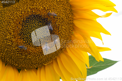 Image of Sunflower On A Meadow With Overcast Sky