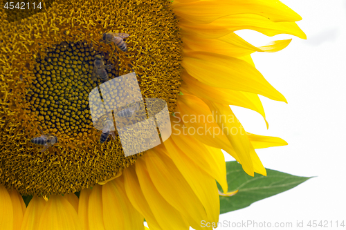 Image of Sunflower On A Meadow With Overcast Sky