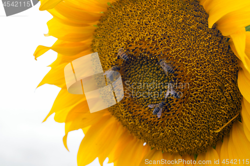 Image of Sunflower On A Meadow With Overcast Sky